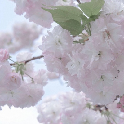 西山福瑞交流群